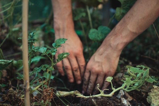 Formation: Ton potager en permaculture !